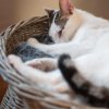 Katzenkörbchen, Katzenkorb, Katzenturm aus Rattan in Grau